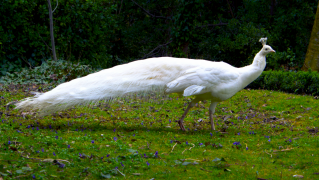 pfau 38 liste